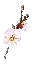 White Cherry