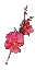 Red Cherry